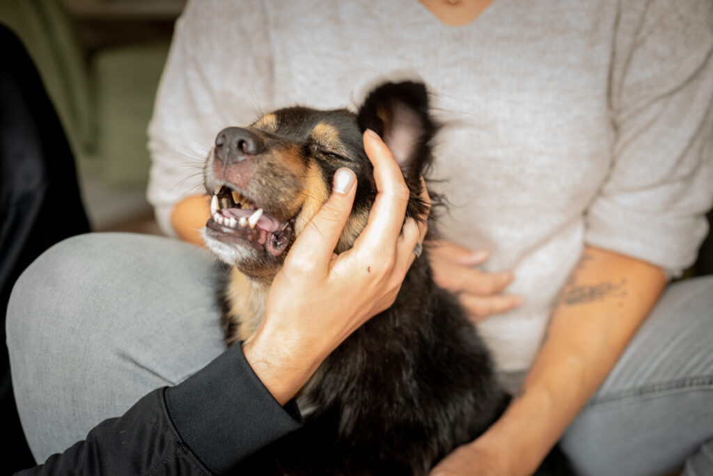 hond afscheid uitvaart van een dier