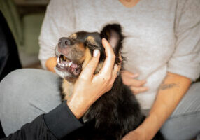 hond afscheid uitvaart van een dier